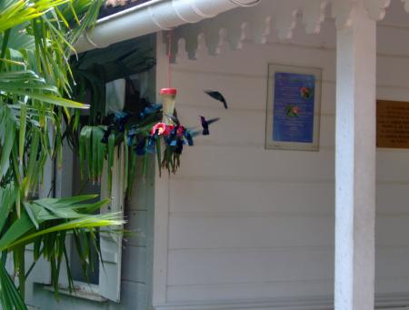 Colibri